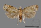 ǦW:LEPIDOPTERA sp.