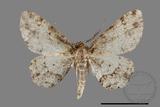 ǦW:Deileptenia rimosaria