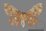 ǦW:Discoglypha locupletata