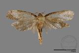 ǦW:LEPIDOPTERA sp.