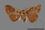 ǦW:Noctuidae sp.