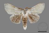 ǦW:Cnethodonta grisescens baibarana