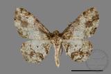 ǦW:Deileptenia rimosaria