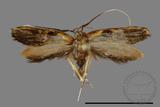 ǦW:Lecithoceridae sp.