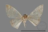 ǦW:Idaea sp.