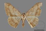 ǦW:Luxiaria mitorrhaphes