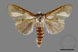 ǦW:Cnethodonta grisescens baibarana