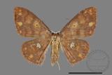 ǦW:Discoglypha locupletata