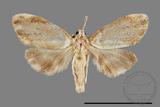 ǦW:Lithosiinae sp.