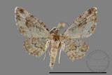 ǦW:Larentiinae sp.