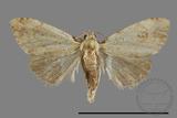 ǦW:Noctuidae sp.