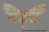 ǦW:Noctuidae sp.