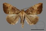 ǦW:Scedopla umbrosa