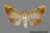 ǦW:Hyalobathra coenostolalis