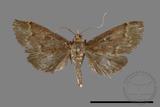 ǦW:Crambidae sp.