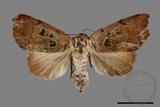 ǦW:Carea trimacula