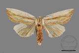 ǦW:Notodontidae sp.