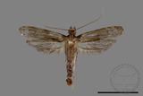 學名:Tineidae sp.