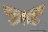 ǦW:Noctuidae sp.