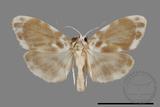 ǦW:Parasiccia limbata