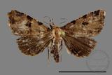 ǦW:Noctuidae sp.