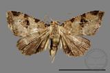 ǦW:Noctuidae sp.