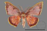 ǦW:Chrysocraspeda sanguinea