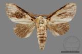 ǦW:Formofentonia orbifer rotundata