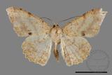 ǦW:Luxiaria mitorrhaphes