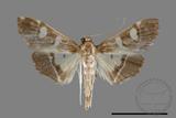 ǦW:Crambidae sp.