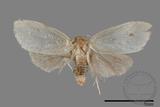 ǦW:Lithosiinae sp.