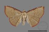 ǦW:Noctuidae sp.