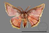 ǦW:Chrysocraspeda sanguinea