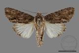 ǦW:Acronicta denticulata pernivea