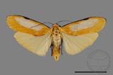 ǦW:Conilepia nigricosta paiwan