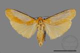 ǦW:Conilepia nigricosta paiwan