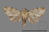 ǦW:Noctuidae sp.