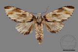 ǦW:Neopheosia fasciata fasciata