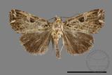 ǦW:Callopistria deflexusa