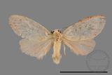 ǦW:Lithosiinae sp.