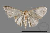 ǦW:Idaea sp.