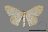 ǦW:Scopula sp.