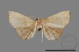 ǦW:Noctuidae sp.