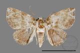 ǦW:Noctuidae sp.