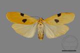 ǦW:Conilepia nigricosta paiwan