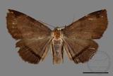 ǦW:Mecodina subcostalis