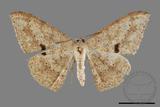 ǦW:Luxiaria mitorrhaphes