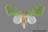 ǦW:Tyana falcata