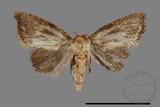 ǦW:Noctuidae sp.