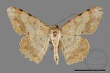 ǦW:Luxiaria mitorrhaphes